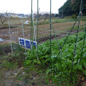 P1000378.JPG