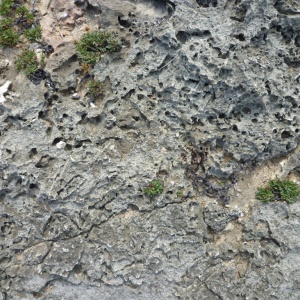 b-P1010315.JPG