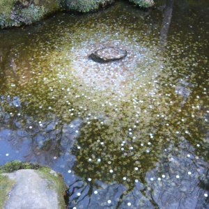 b-P1060985.JPG