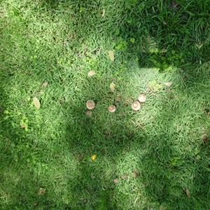 a-P1000279.JPG